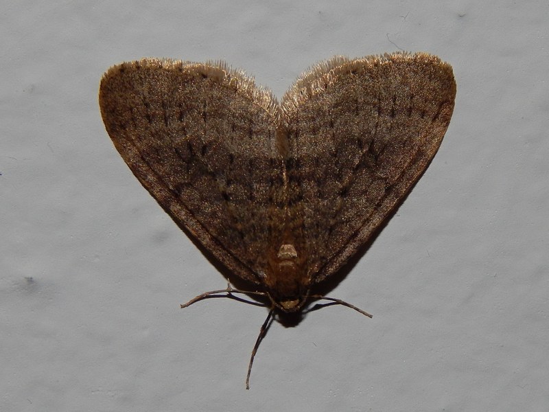 Operophtera brumata